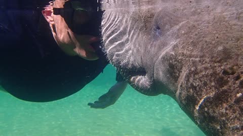 Divers come face to face with super friendly manatee