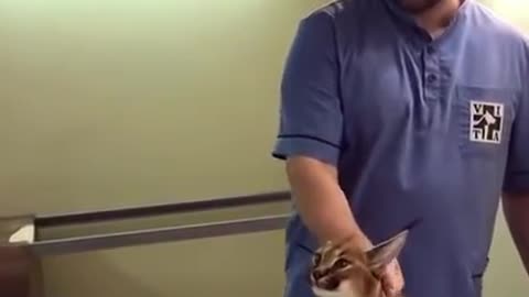 Caracal Hisses at Vet While Being Vaccinated