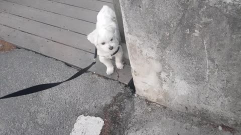 stubborn puppy (maltese)