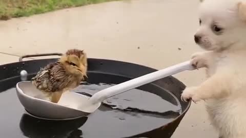 Cute Dog Trying To Save Chicken From Water