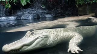 Rare Albino Alligator