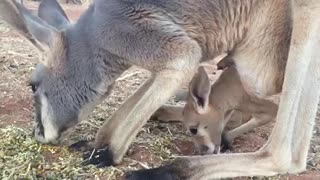 Mother Kangaroo Teaches Her Baby How to Eat Grass