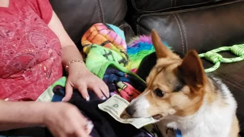 Payday for the dog