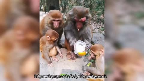 Baby Monkeys Struggle for foods I Miserable life of Poor baby monkeys I Cutest Pets