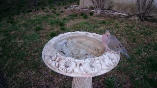 Mourning Dove March 20, 2021