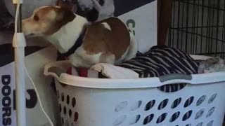 Brown white dog looks for comfy spot in bed