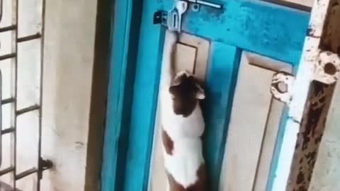 Cat know how to knock the door.