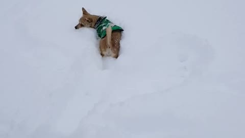 Small tan dog in green sweater tries to catch snowballs