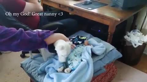 Cute dogs and babies are best dogs