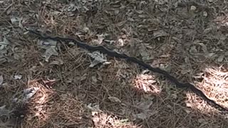 Rat Snake interaction, picked up and moved.