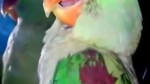 Parrot talking Urdu Hindi