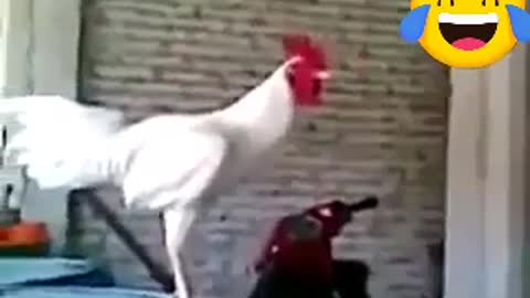 the first time I see a rooster doing this