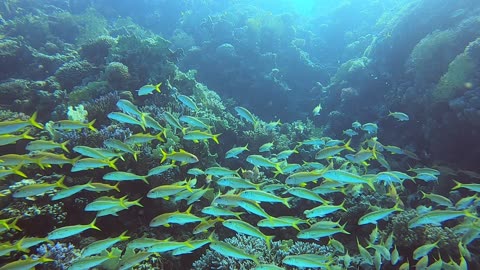 Red Sea SCUBA Diving -School of yellow tail snapper