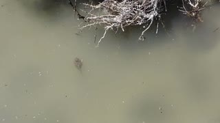 Rare Spadefoot Toad Tadpole Spotted