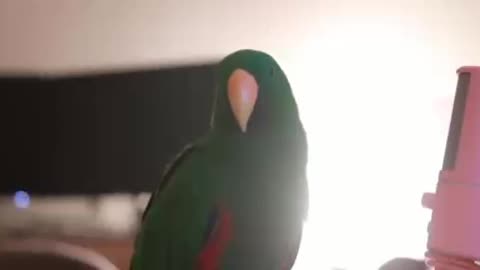Birds Amazing Sound
