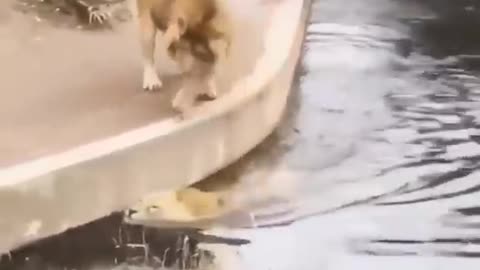 Distracted lion falls into the water unintentionally and his friend tries to help him