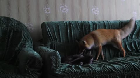 A cat plays with a fox