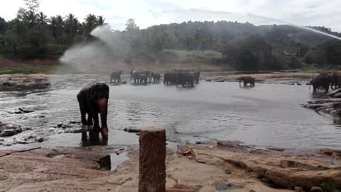 Elephant bath time in pinnawala