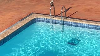 Kookaburra Takes a Bath in Backyard Pool