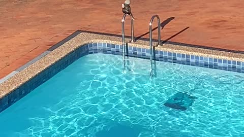 Kookaburra Takes a Bath in Backyard Pool