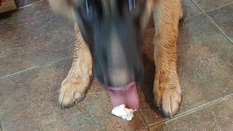 German Shepherd Toby - Trying an oyster for the first time