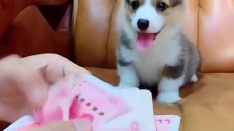 Funny Videos & Cute Baby Dogs #rumble.com