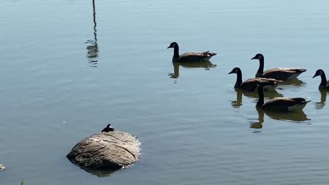 A gaggle of geese, a turtle and a duck