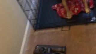 Dog Fights the Vacuum