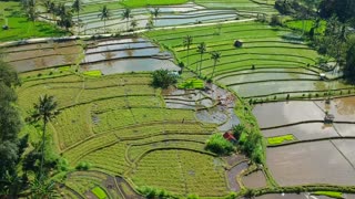 paddy fields in sri lanka