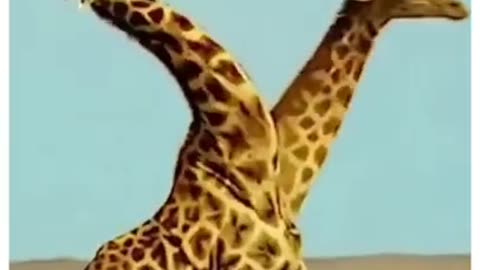 This is how giraffe's fight ,ever seen a giraffe fight, if yes comment below #shorts #giraffe #viral