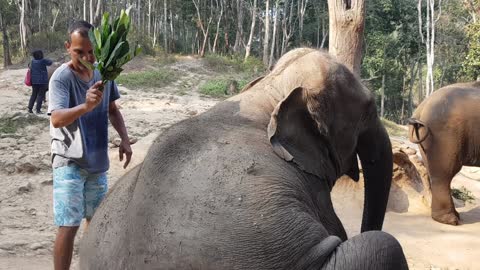 Thai elephant getting hygiene treatment