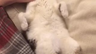 Cat laying on sofa getting pet by owner on belly