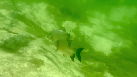 Pond below the surface