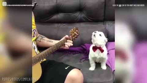 Cute dog sings to guitar with its owner