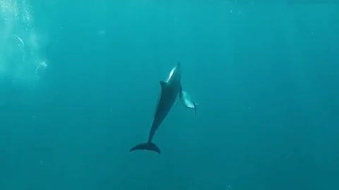 Dolphin Leaps from Water with Gorgeous Coast Backdrop