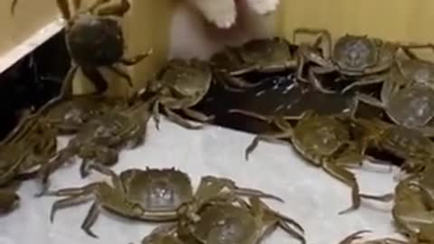 cute dog scared of being beaten by crabs