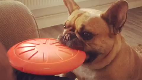 Henry the Frenchie king wants to play... but can't share his toys