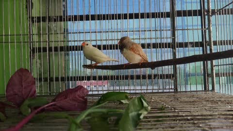 Zebra Finch bird singing.