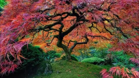 beautiful trees in the world