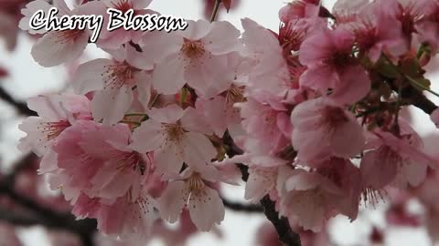 Cherry Blossom