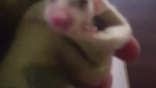 Baby possum rescue. SO CUTE!!!