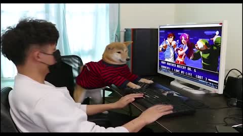 dog playing PC games