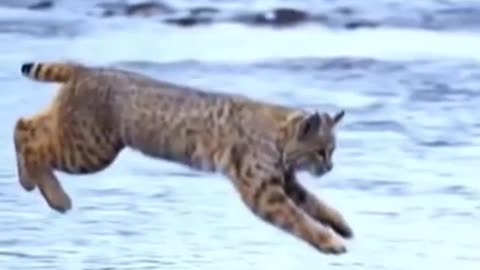 Tiger pub jump | viral animal video clip | funny animals