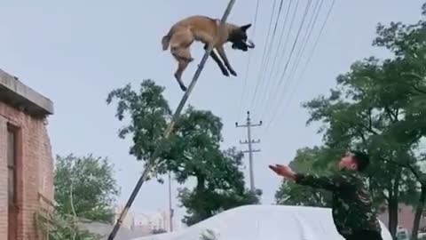 Dog climbs the wall and jump to his owner