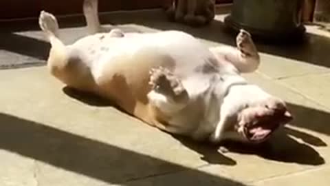 Bulldog sleeps in hilarious awkward position