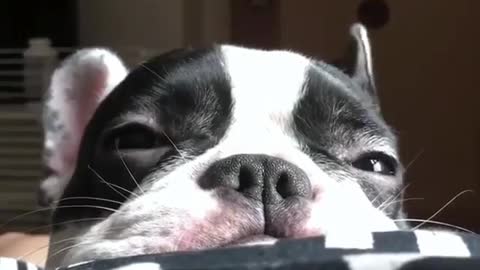 Adorable Puppy Close Up