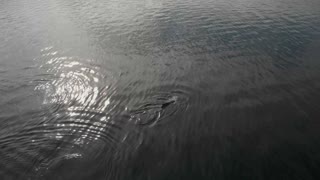 Drone footage of whales in Prince William Sound Alaska