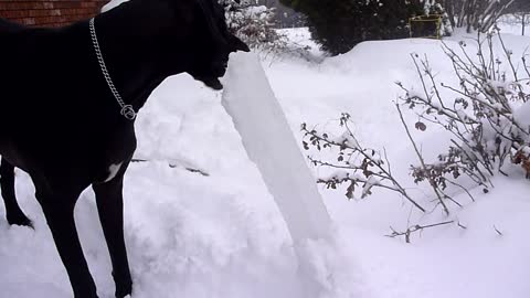 Great Dane munches on world's largest popsicle