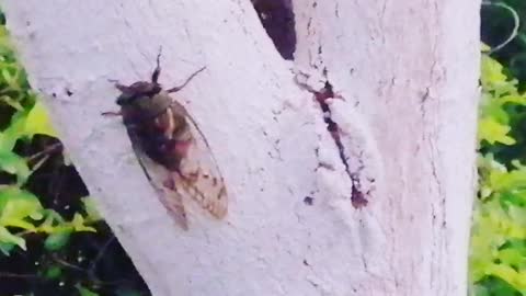 Cicada song. Costa Rica