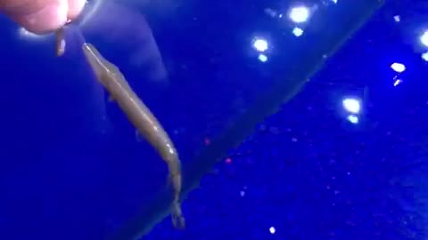 Pet Alligator Gar eats Fish From Hand